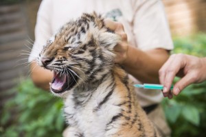 Tigriskölykök oltása Nyíregyházán